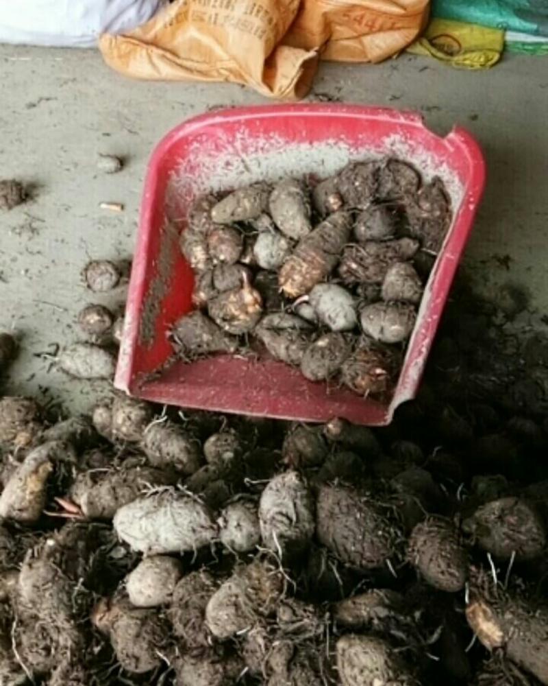 正宗抚州本地老品种红芽芋