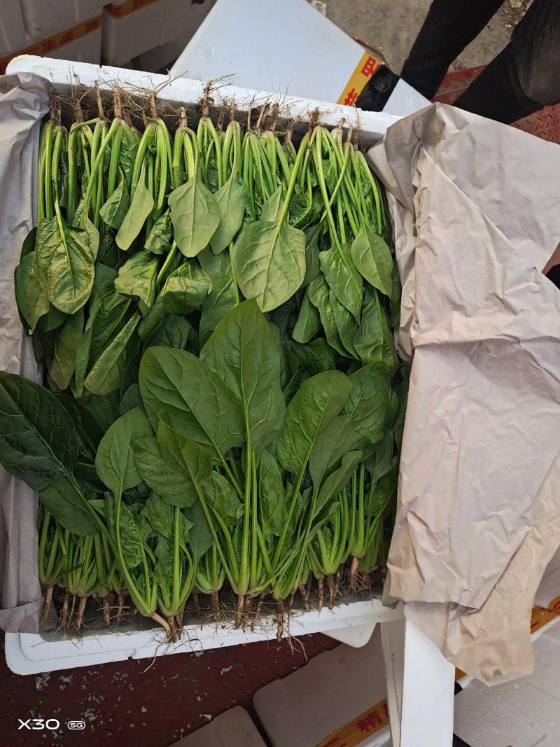大量叶菜上市了价格随行