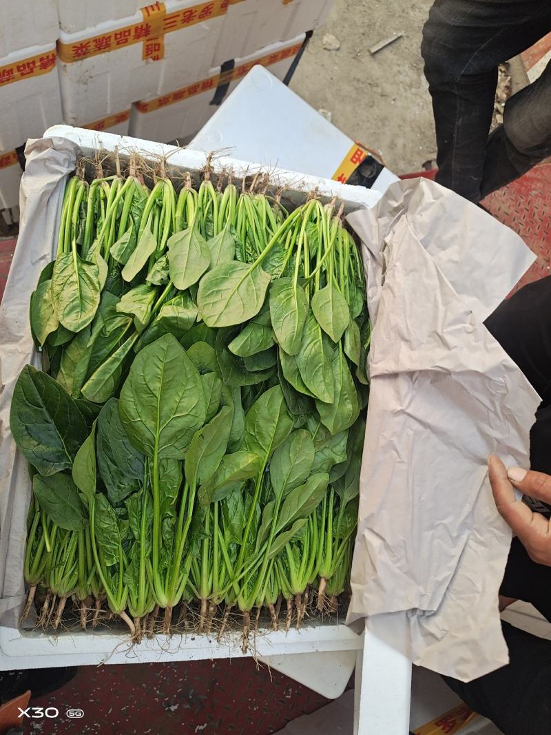 大量叶菜上市了价格随行