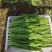 大量叶菜上市了价格随行