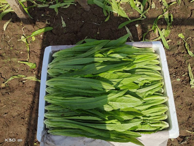 大量叶菜上市了价格随行