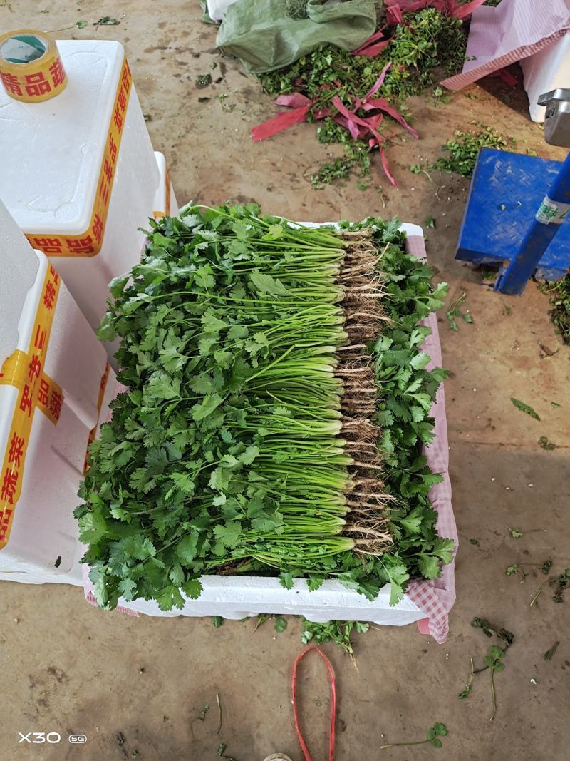 大量叶菜上市了价格随行