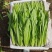 大量叶菜上市了价格随行