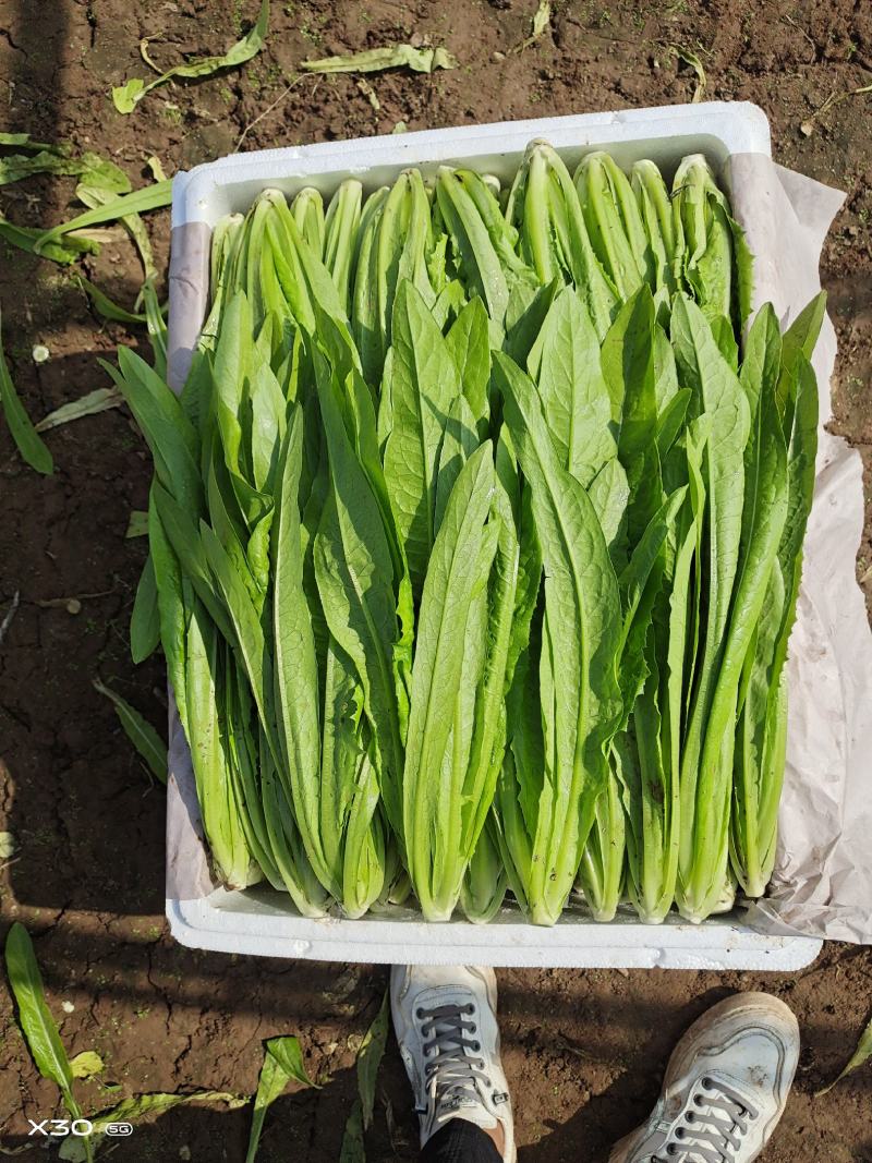 大量叶菜上市了价格随行