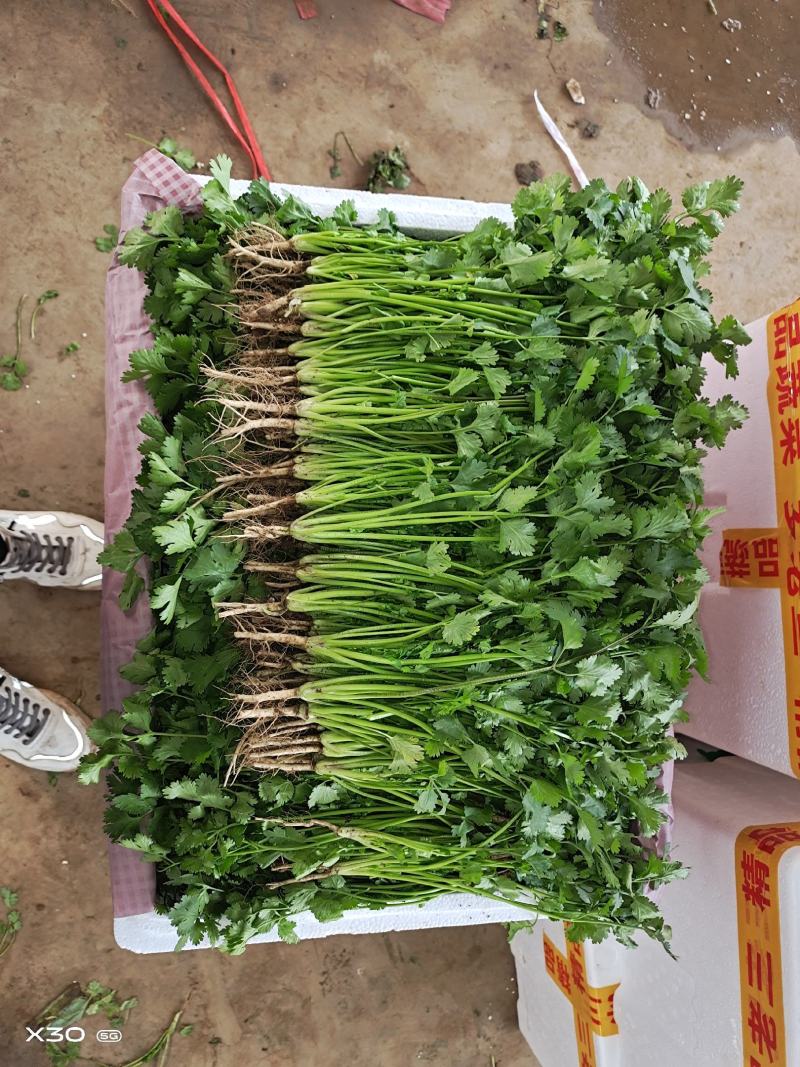 大量叶菜上市了价格随行