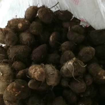 正宗抚州本地老品种红芋