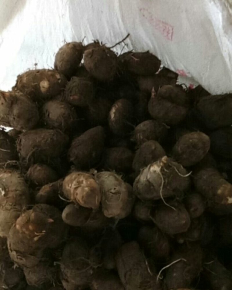 正宗抚州本地老品种红芋