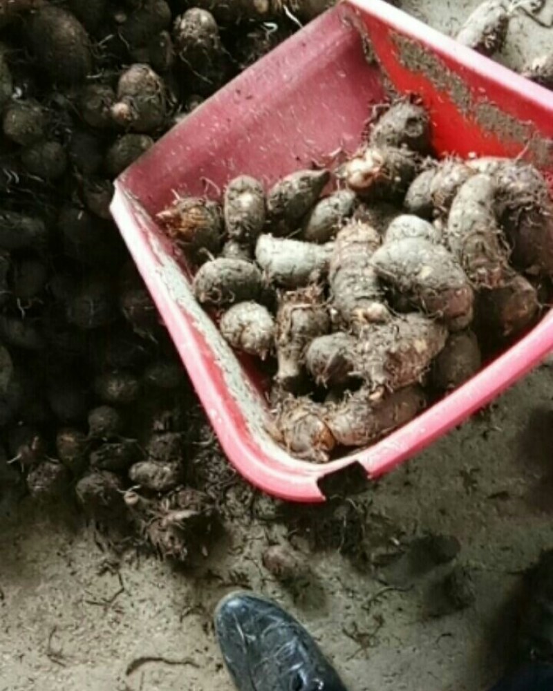正宗抚州本地老品种红芋