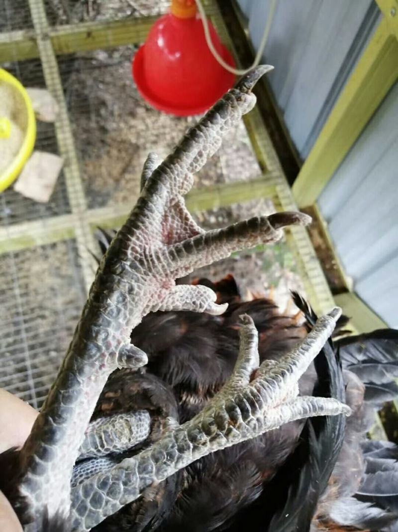 血毛土鸡土母鸡老肉鸡
