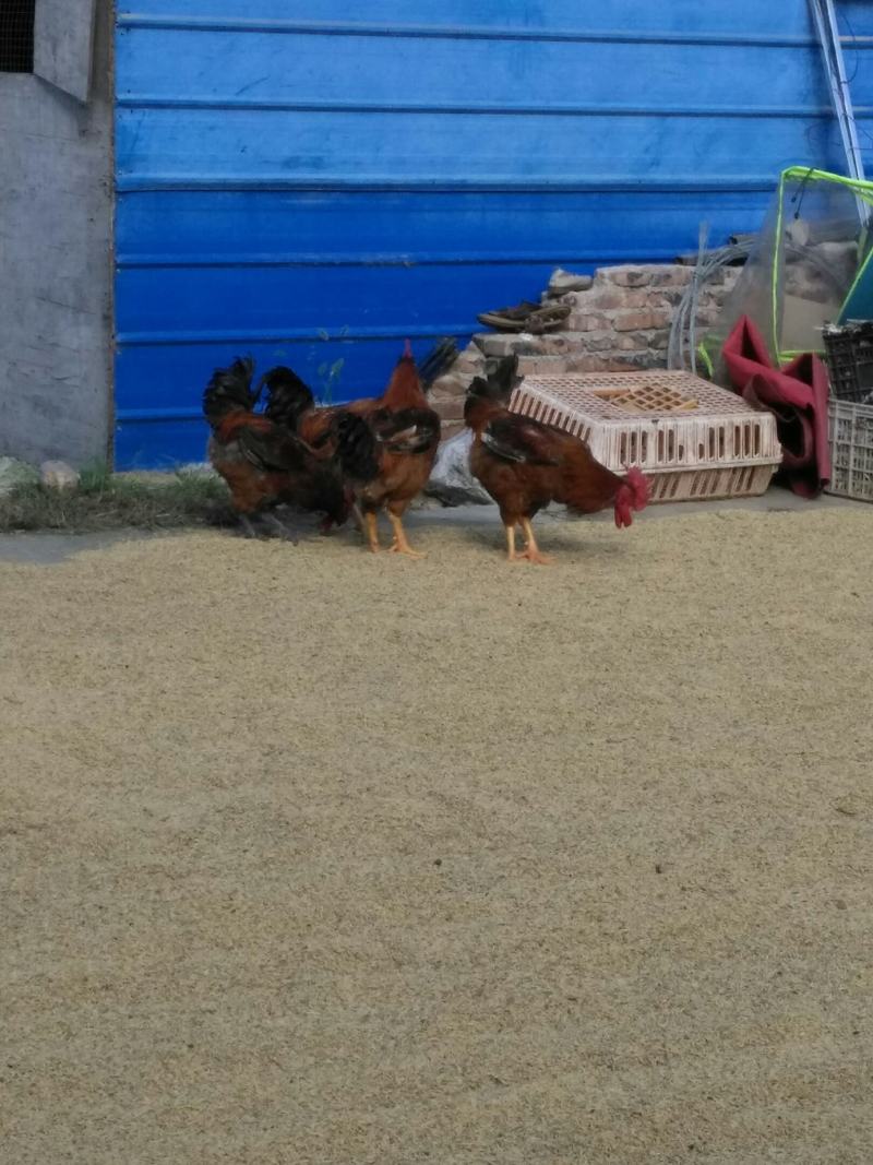 血毛土鸡土母鸡老肉鸡