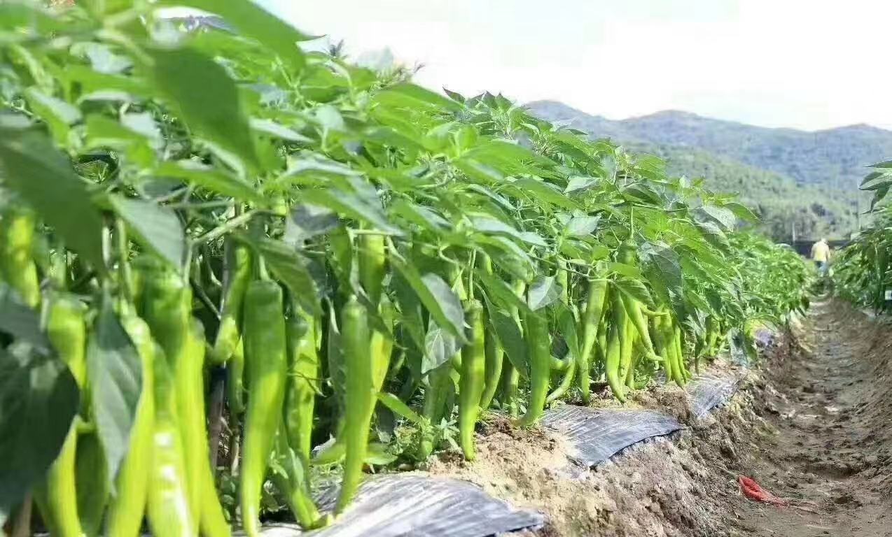 圆椒膨果期施肥操作图,展示滴灌施肥与叶面喷施方式 圆椒膨果期施肥操作图