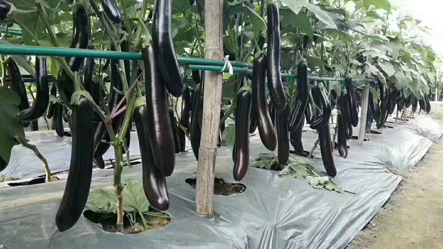 洋茄种植基地实景图