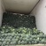 本地出产西蓝花开始上市