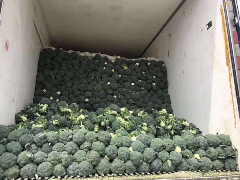 本地出产西蓝花开始上市