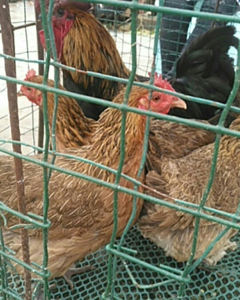 血毛土鸡土母鸡老肉鸡