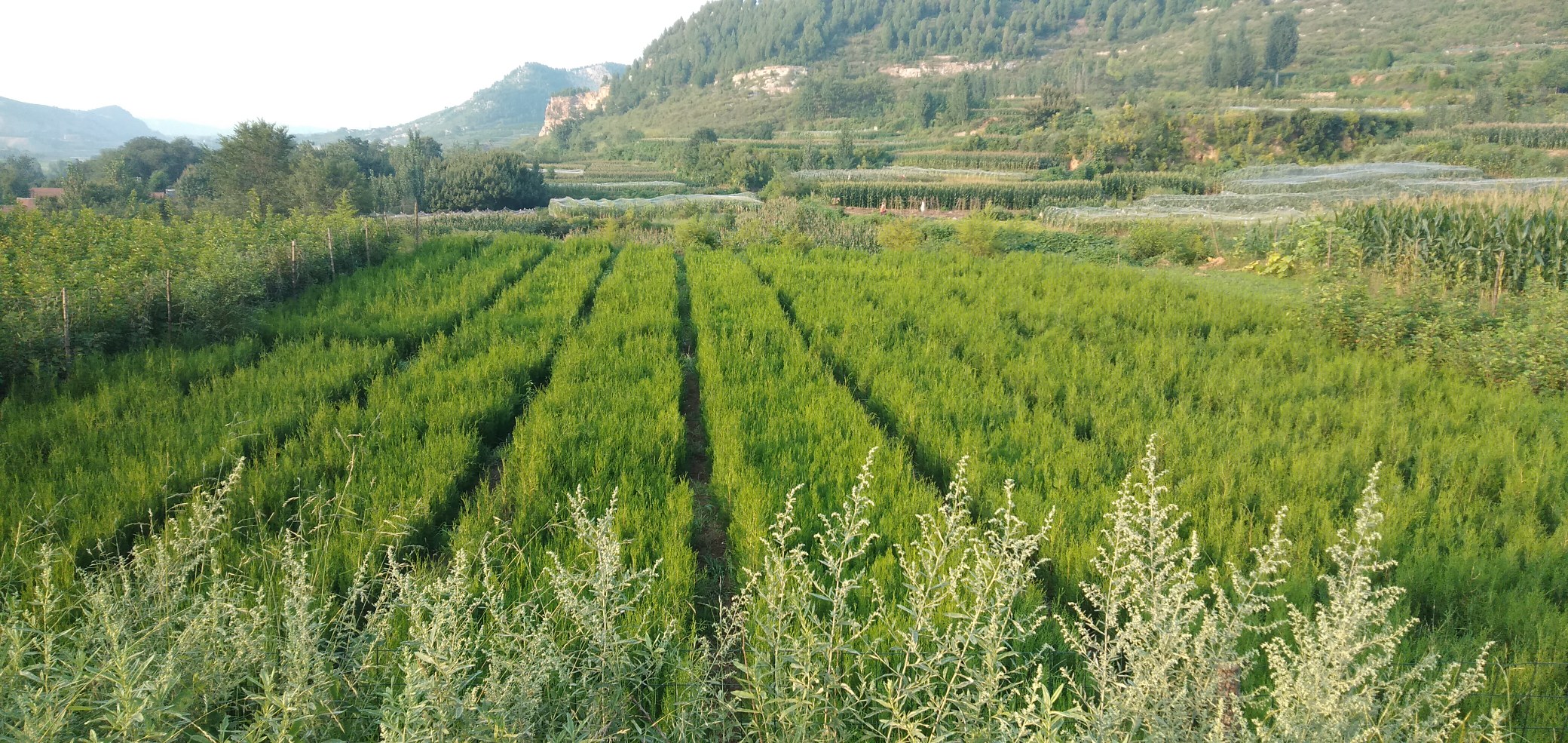 侧柏苗圃种植基地实景图