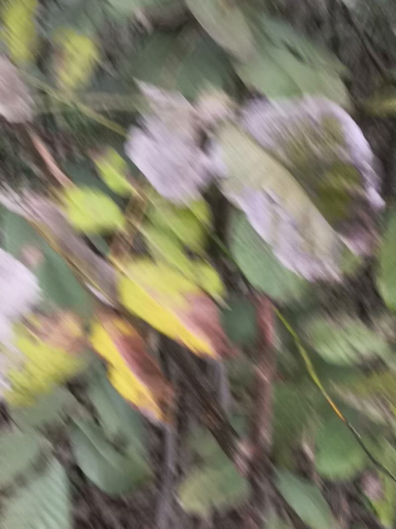3公分薄皮核桃树价格，4公分5公分15公分核桃树