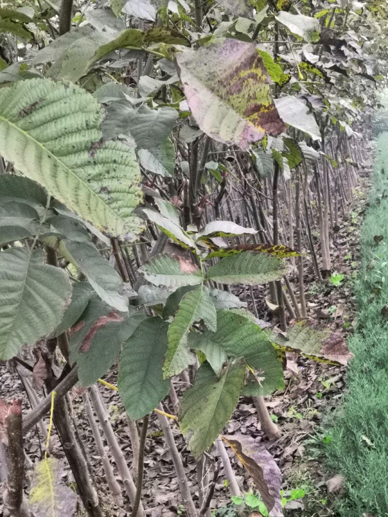 3公分薄皮核桃树价格，4公分5公分15公分核桃树
