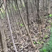 3公分薄皮核桃树价格，4公分5公分15公分核桃树