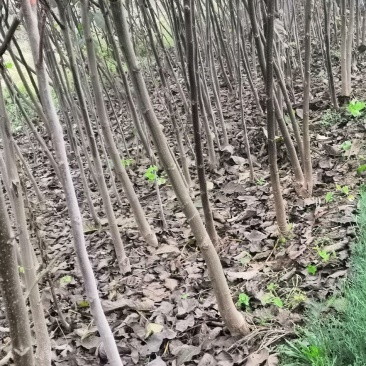 3公分薄皮核桃树价格，4公分5公分15公分核桃树