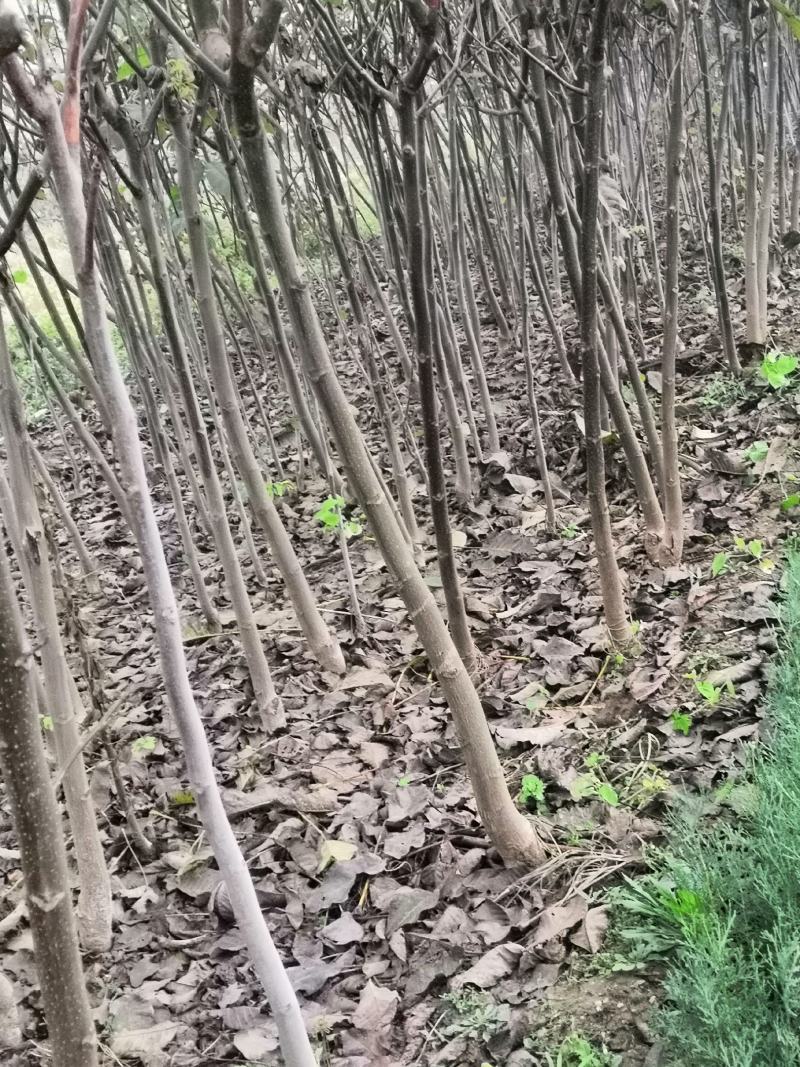 3公分薄皮核桃树价格，4公分5公分15公分核桃树