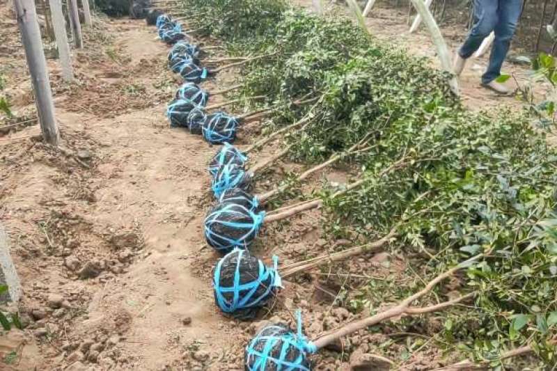 3公分薄皮核桃树价格，4公分5公分15公分核桃树