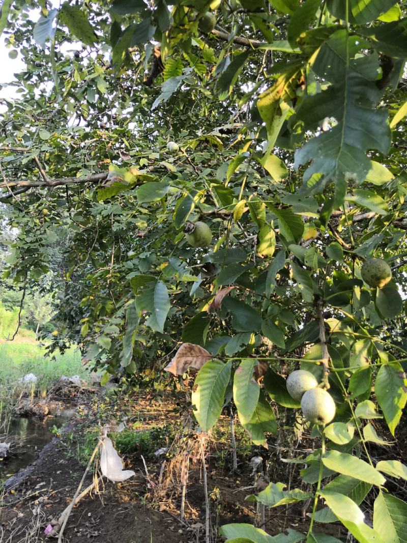 3公分薄皮核桃树价格，4公分5公分15公分核桃树