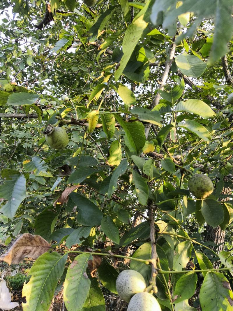 3公分薄皮核桃树价格，4公分5公分15公分核桃树