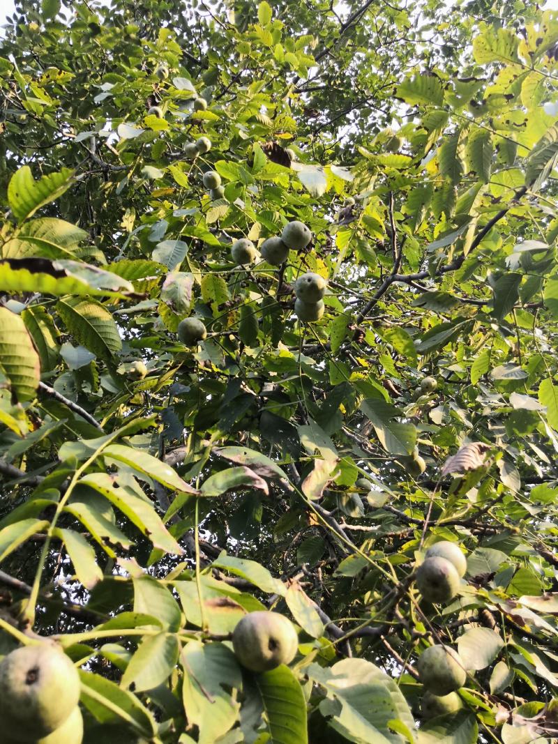 3公分薄皮核桃树价格，4公分5公分15公分核桃树