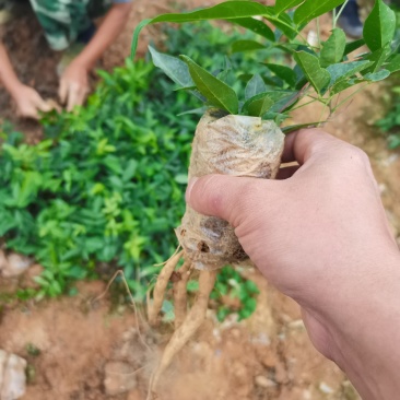 小叶牛大力苗，大量现货供应，价格优惠，结薯快，薯率高