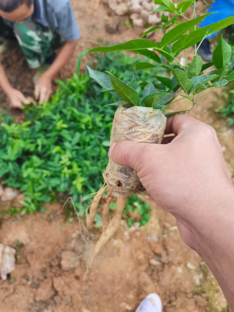 小叶牛大力苗，大量现货供应，价格优惠，结薯快，薯率高