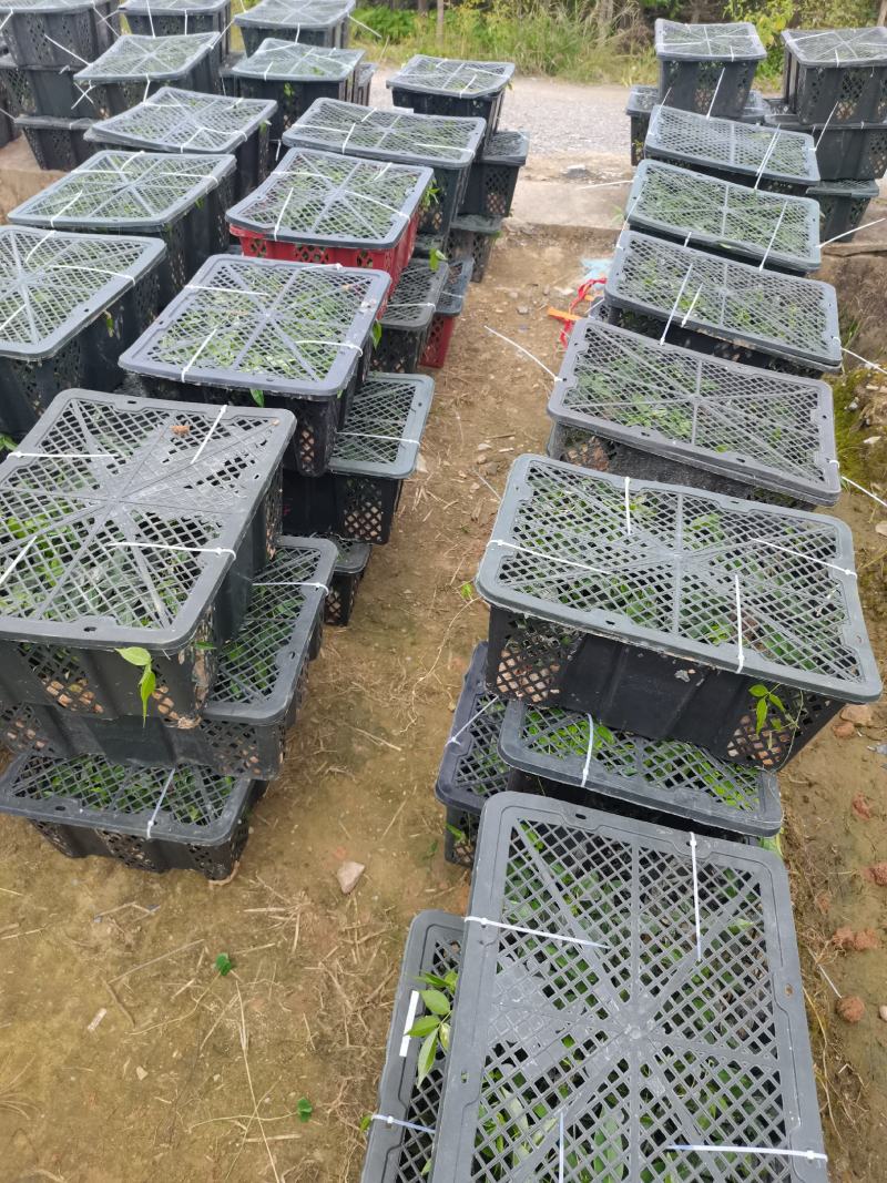 小叶牛大力苗，大量现货供应，价格优惠，结薯快，薯率高