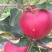 矮化苹果苗批发华硕红露，爱妃，鲁丽，众成三号，明月苹果苗