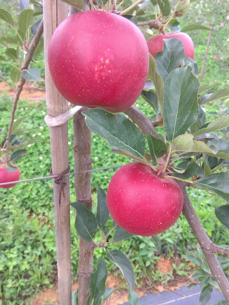矮化苹果苗批发华硕红露，爱妃，鲁丽，众成三号，明月苹果苗