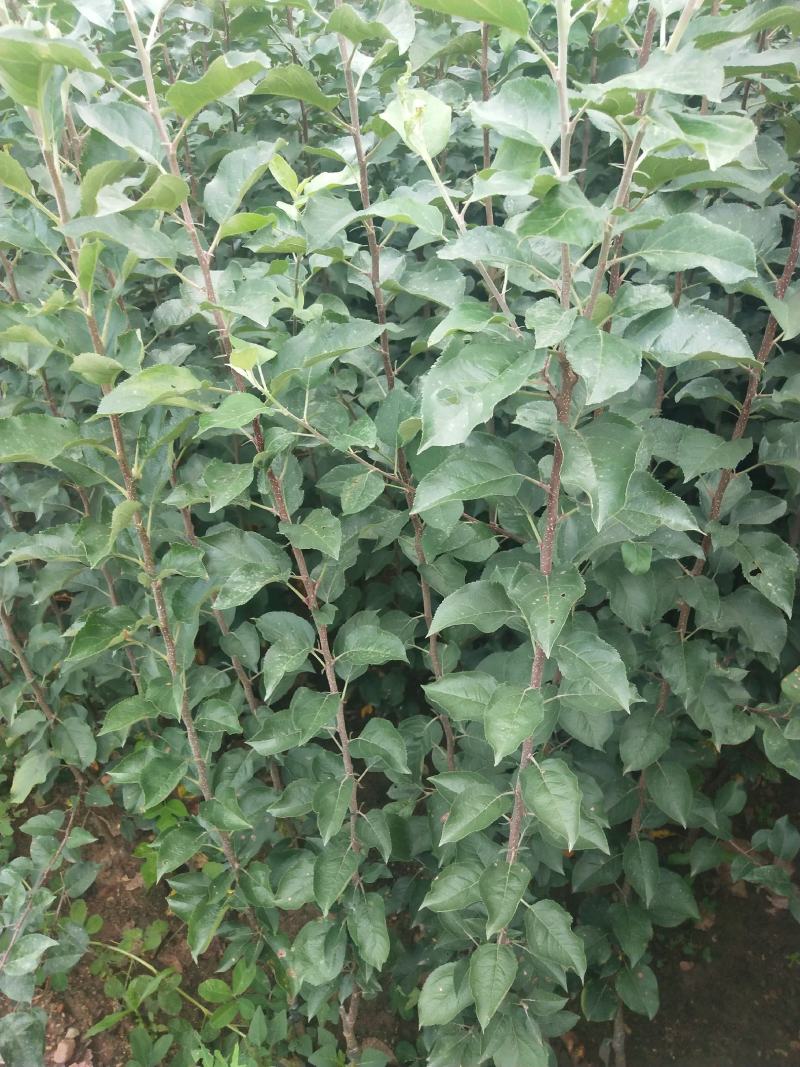 矮化苹果苗批发华硕红露，爱妃，鲁丽，众成三号，明月苹果苗