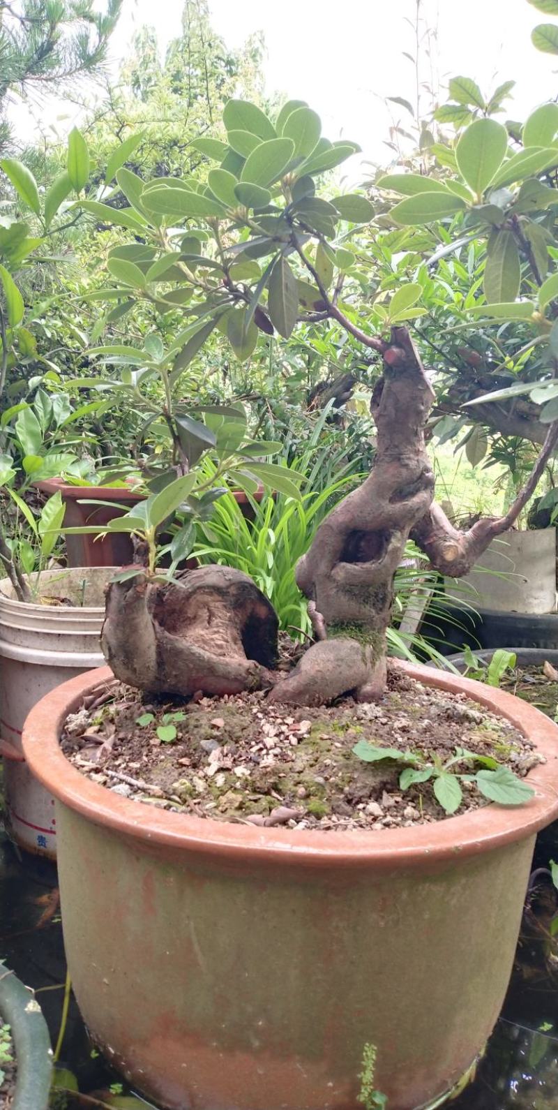 10年盆景贵州野生杜鹃花