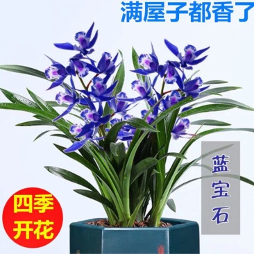 浓香型兰花墨兰企黑盆栽兰花苗花草绿植室内好养植物花卉