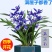 浓香型兰花墨兰企黑盆栽兰花苗花草绿植室内好养植物花卉