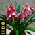 浓香型兰花墨兰企黑盆栽兰花苗花草绿植室内好养植物花卉