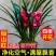 浓香型兰花墨兰企黑盆栽兰花苗花草绿植室内好养植物花卉