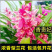 浓香型兰花墨兰企黑盆栽兰花苗花草绿植室内好养植物花卉
