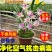 浓香型兰花墨兰企黑盆栽兰花苗花草绿植室内好养植物花卉