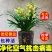 浓香型兰花墨兰企黑盆栽兰花苗花草绿植室内好养植物花卉
