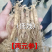 【现挖现卖】长白山小鲜参，货源地直发，一元一颗，保质保量