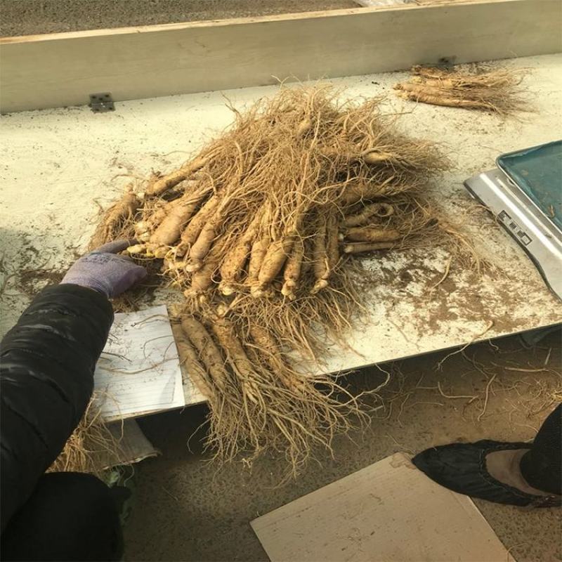 【现挖现卖】长白山小鲜参，货源地直发，一元一颗，保质保量