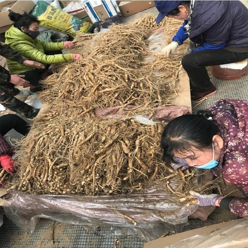 【现挖现卖】长白山小鲜参，货源地直发，一元一颗，保质保量