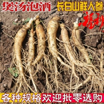 【现挖现卖】长白山小鲜参，货源地直发，一元一颗，保质保量