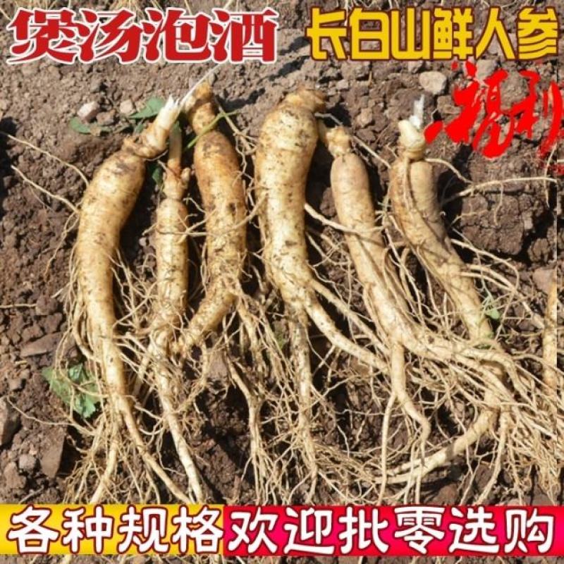 【现挖现卖】长白山小鲜参，货源地直发，一元一颗，保质保量
