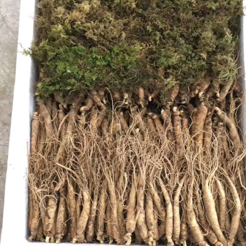 【现挖现卖】长白山小鲜参，货源地直发，一元一颗，保质保量