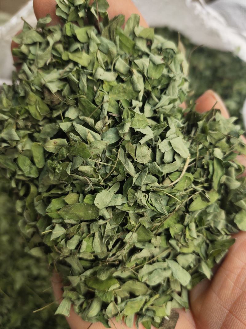 野生鸡骨草叶相思叶鸡骨草茶颜色青绿无杂质，一手货源